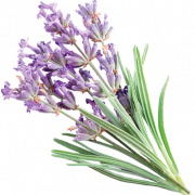 Lavender Background PNG