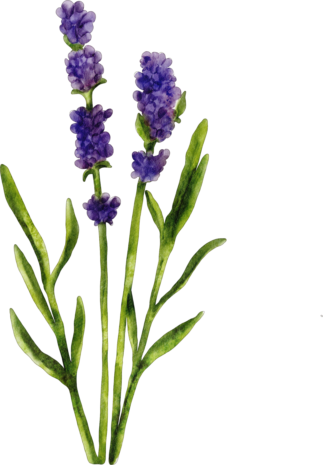 Lavender PNG Clipart