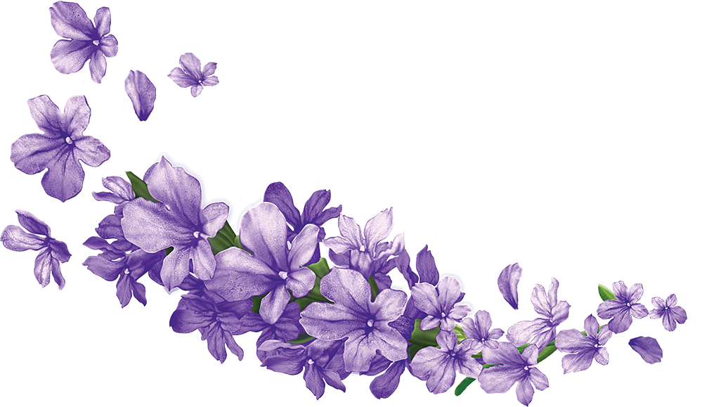 Lavender PNG Image File