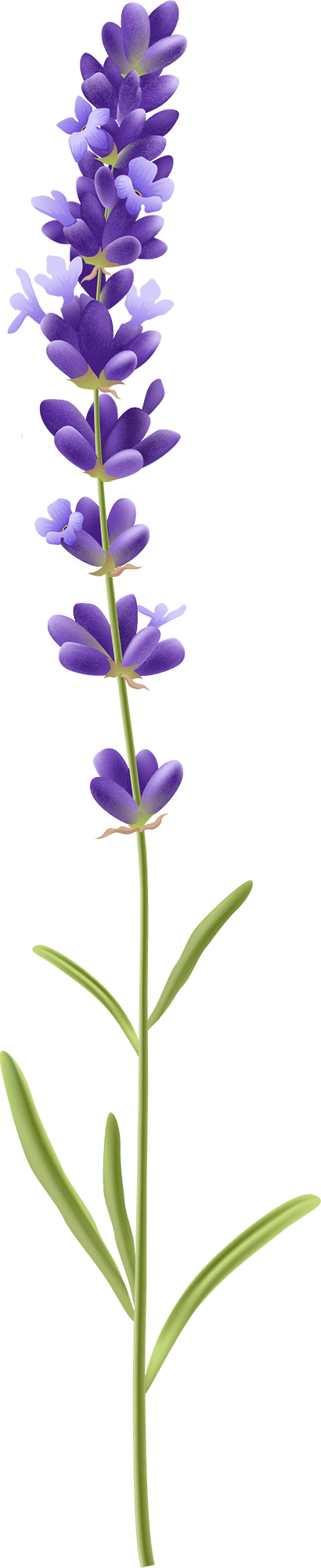 Lavender PNG Image