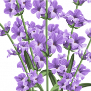 Lavender PNG Images