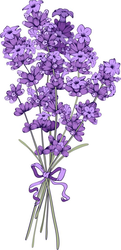 Lavender PNG Images HD