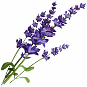 Lavender PNG Photo
