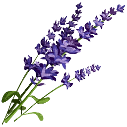 Lavender PNG Photo
