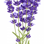 Lavender Transparent