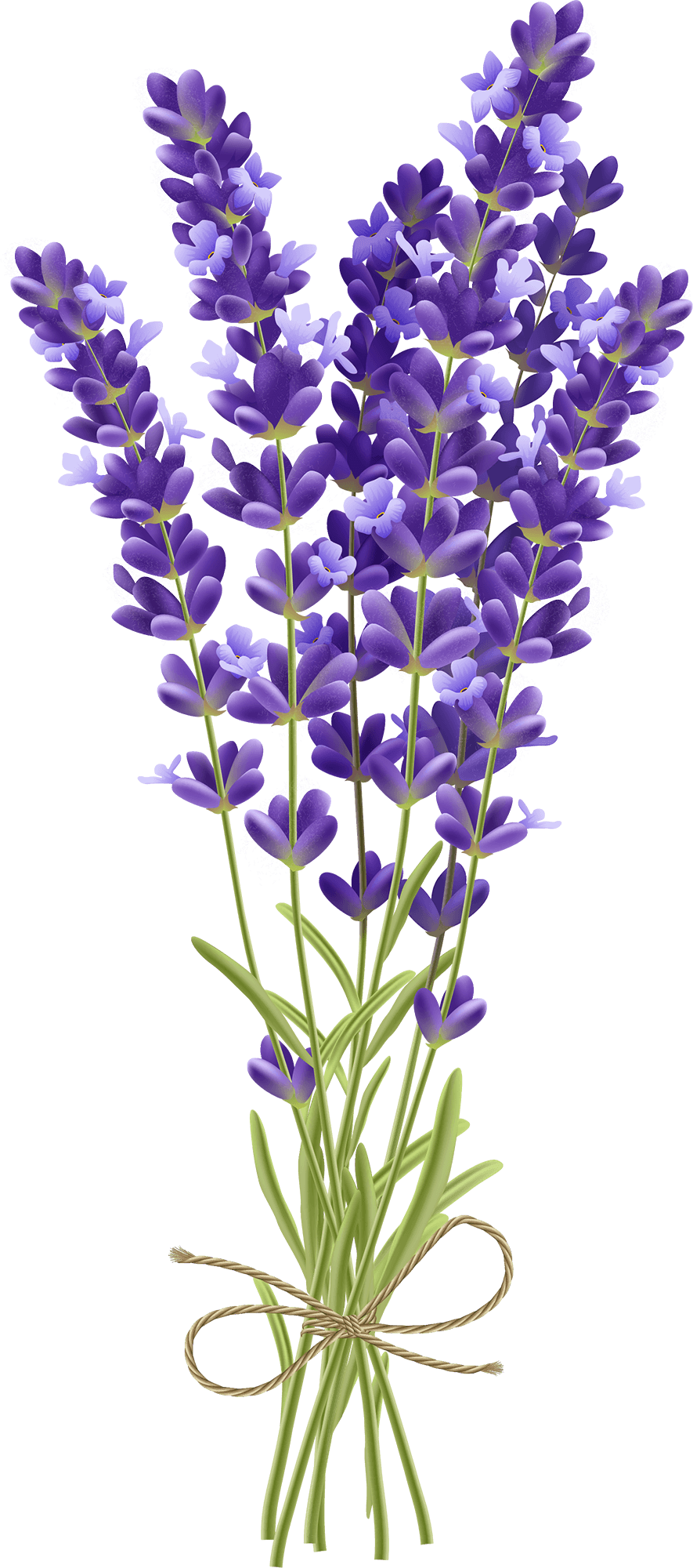 Lavender Transparent