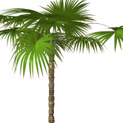 Palm Leaf Background PNG