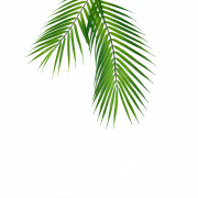 Palm Leaf PNG Clipart