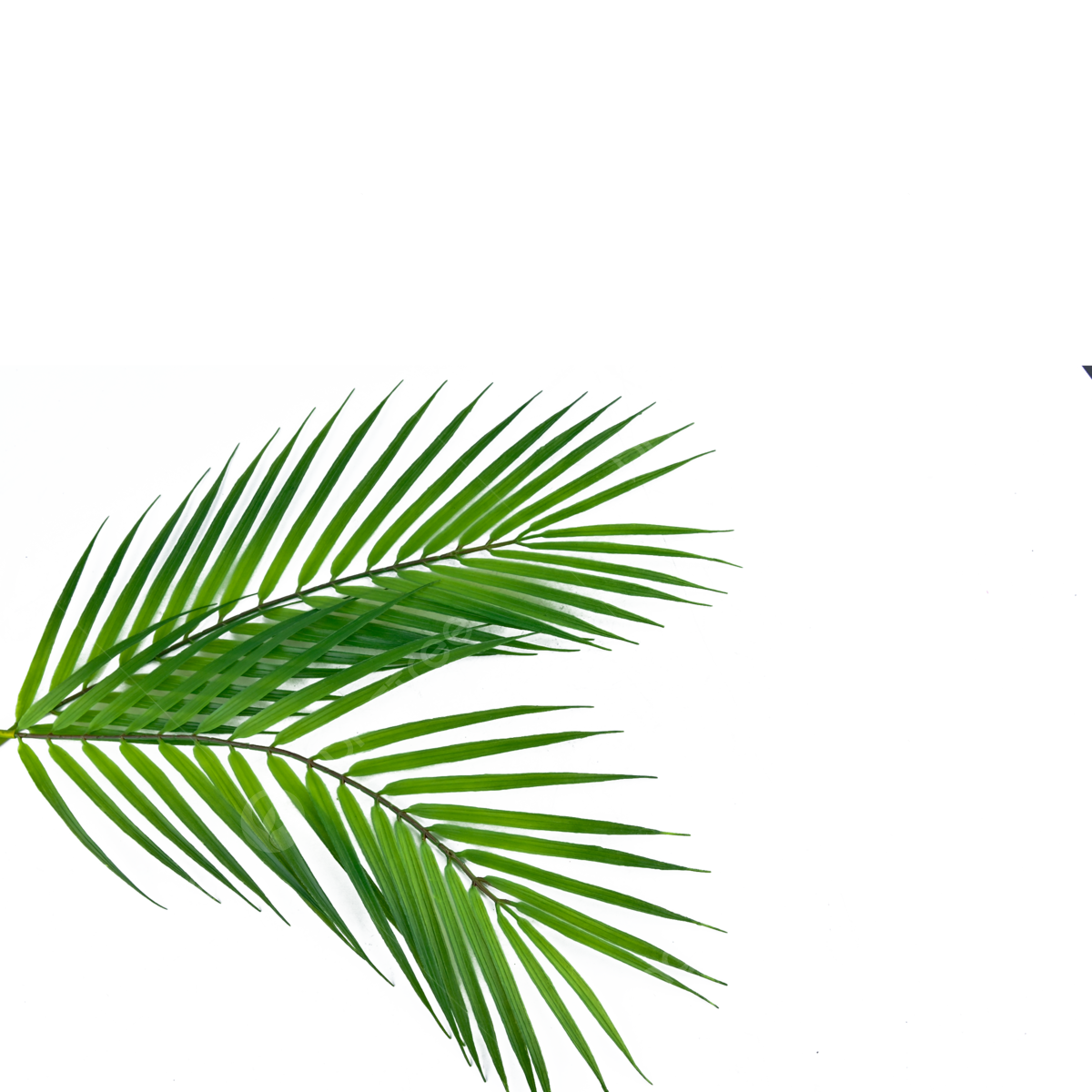 Palm Leaf PNG Cutout