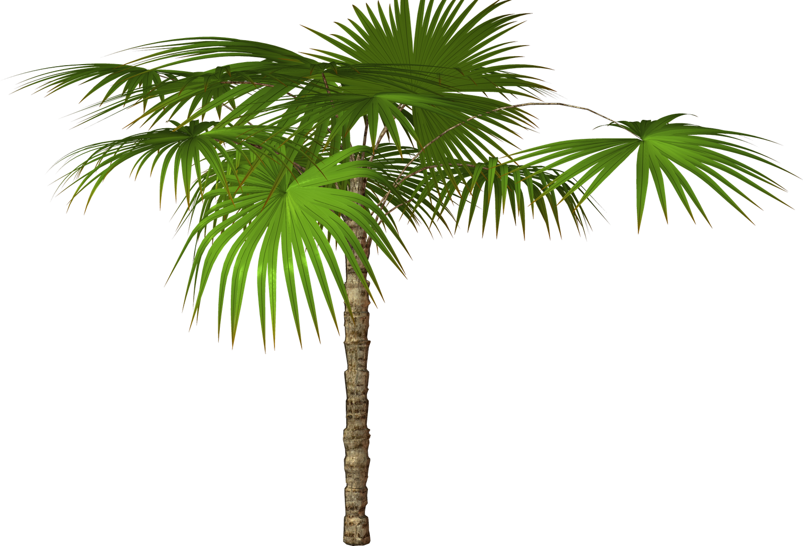 Palm Leaf PNG File