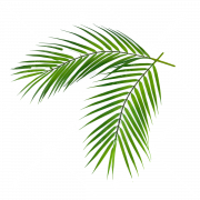 Palm Leaf PNG HD Image