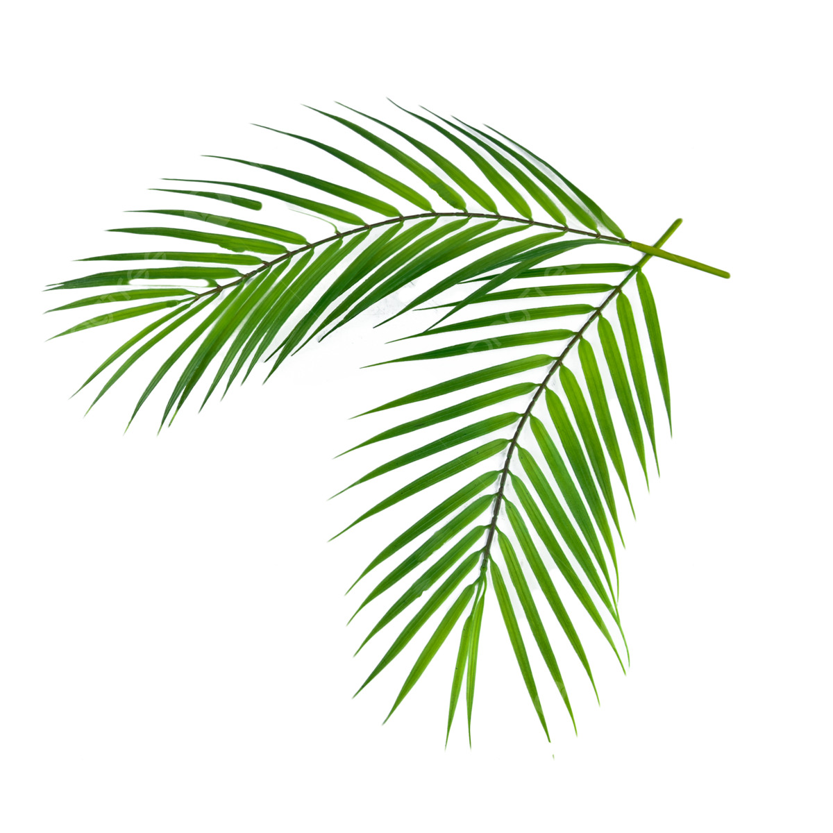 Palm Leaf PNG HD Image