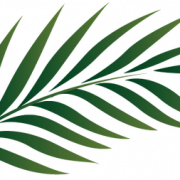 Palm Leaf PNG Image File