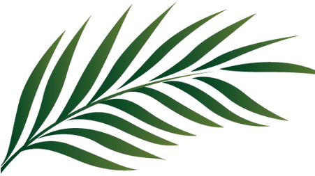 Palm Leaf PNG Image File