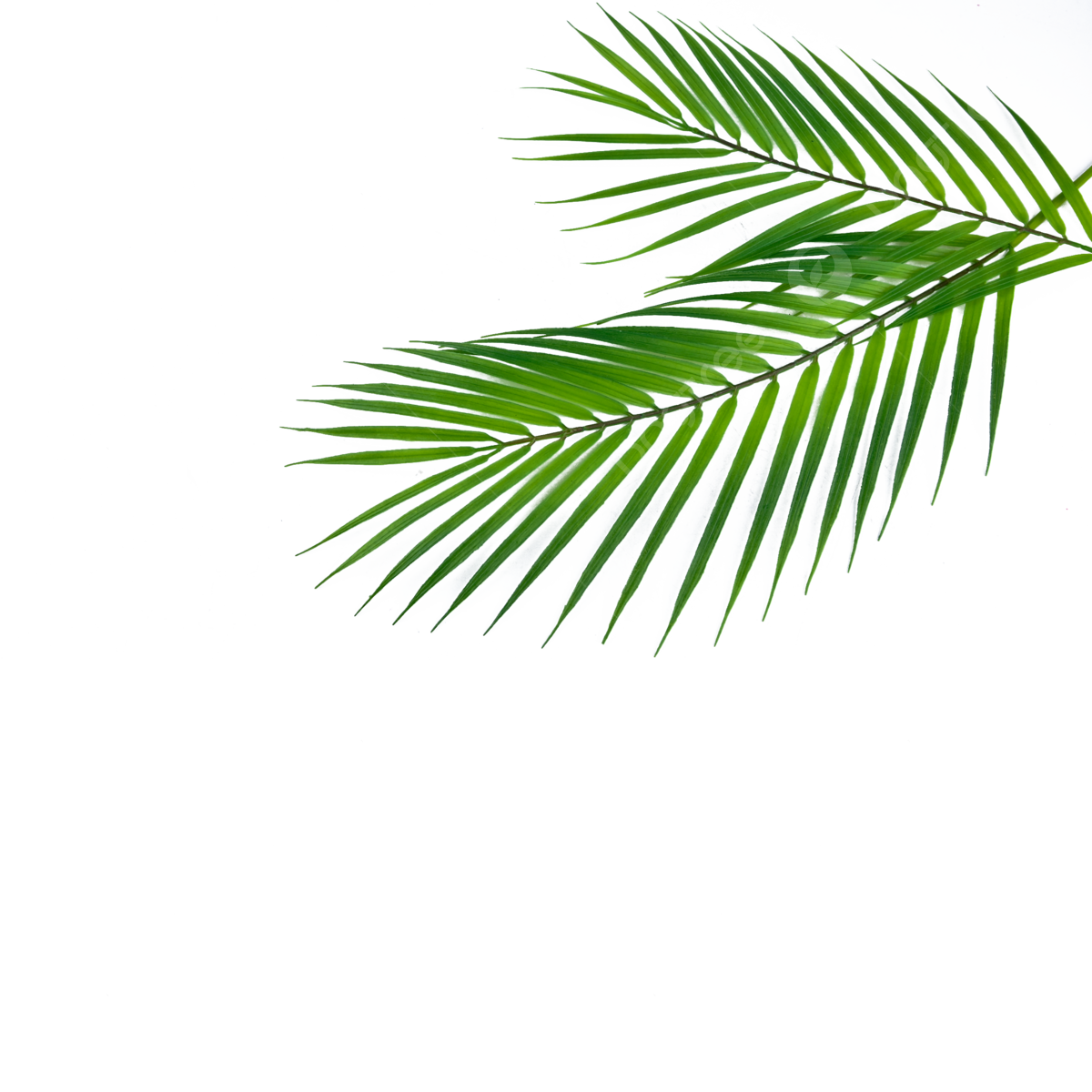 Palm Leaf PNG Image
