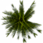 Palm Leaf PNG Images