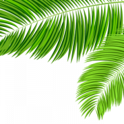 Palm Leaf PNG Images HD