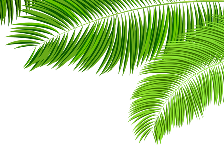 Palm Leaf PNG Images HD