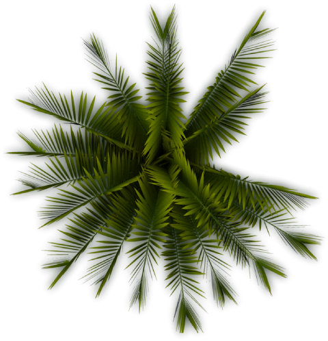 Palm Leaf PNG Images