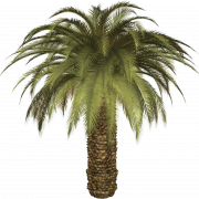 Palm Leaf PNG Photo