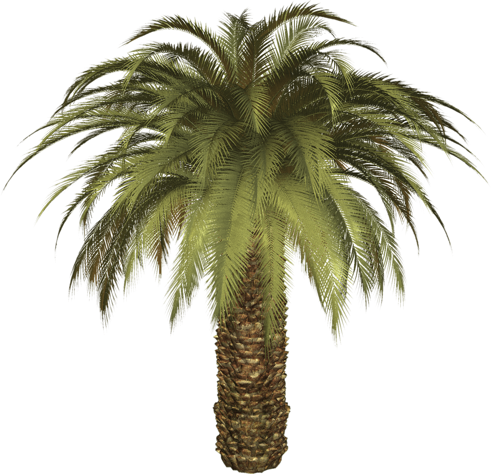 Palm Leaf PNG Photo