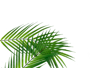 Palm Leaf PNG Photos