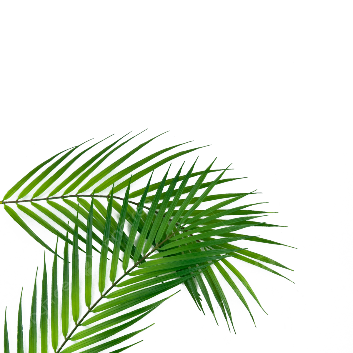 Palm Leaf PNG Photos