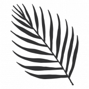 Palm Leaf PNG Pic