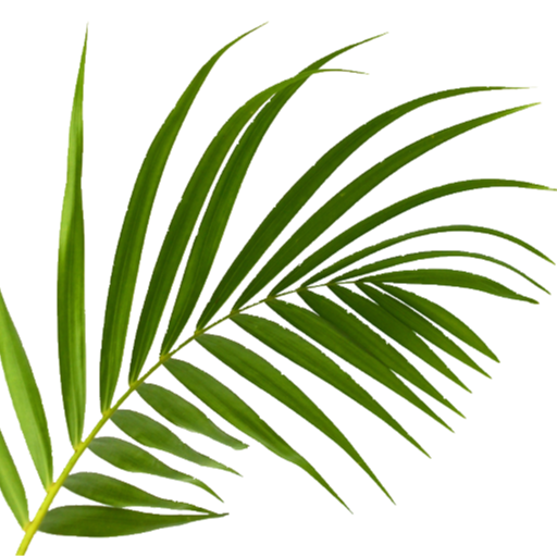 Palm Leaf Transparent