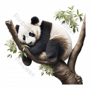 Panda Background PNG