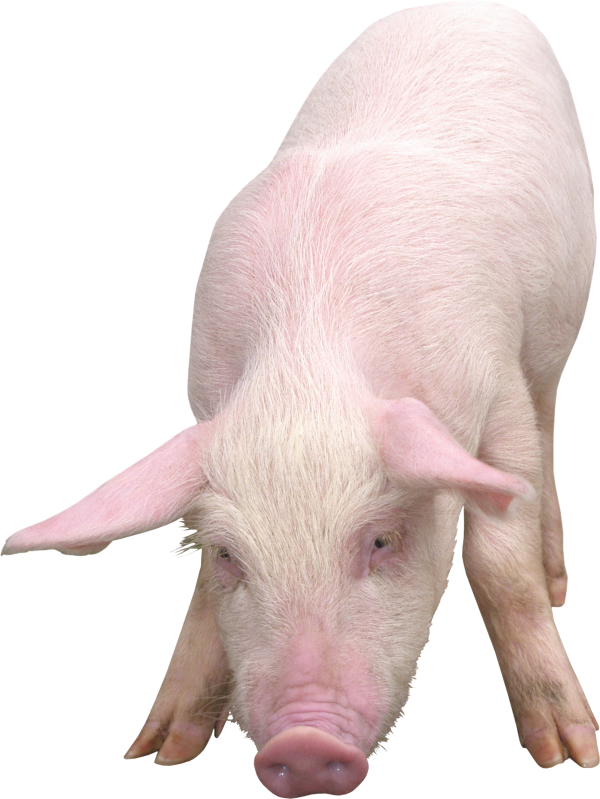 Piglet PNG Picture