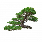 Pine Tree No Background