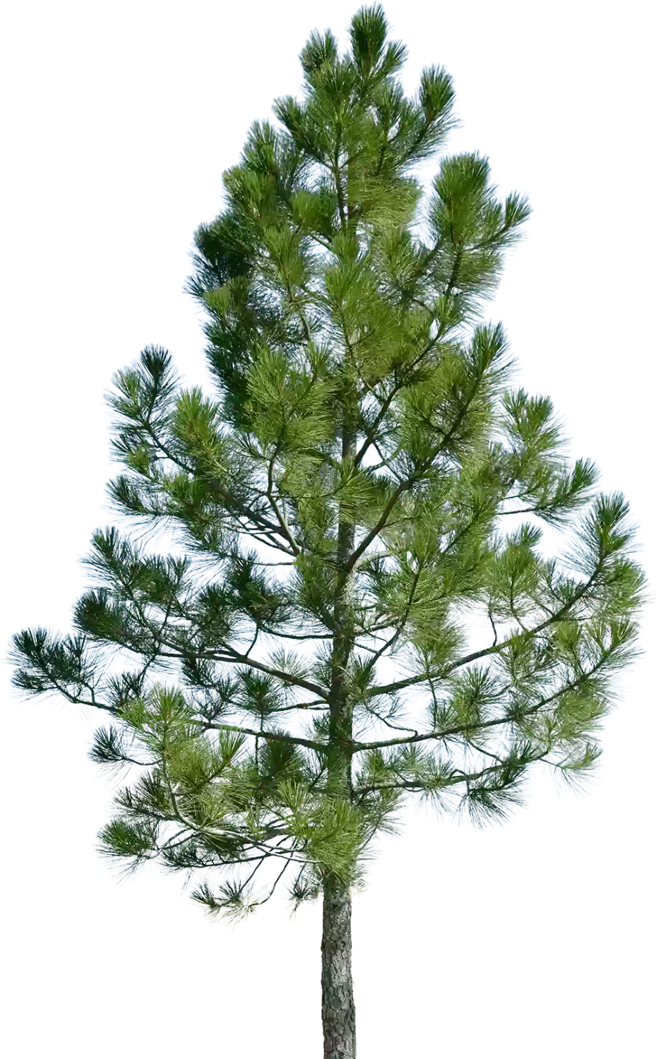 Pine Tree PNG Images HD
