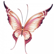 Pink Butterfly PNG Background