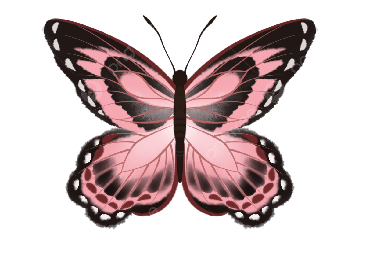 Pink Butterfly PNG Cutout