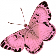 Pink Butterfly PNG Image File