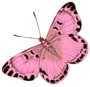 Pink Butterfly PNG Image File