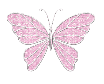 Pink Butterfly PNG Image HD