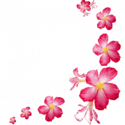 Pink PNG Cutout