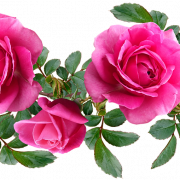 Pink Rose Background PNG