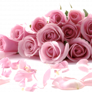 Pink Rose PNG File