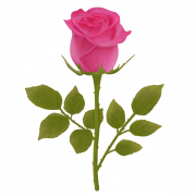 Pink Rose PNG Free Image