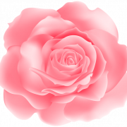 Pink Rose PNG HD Image