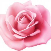 Pink Rose PNG Photo