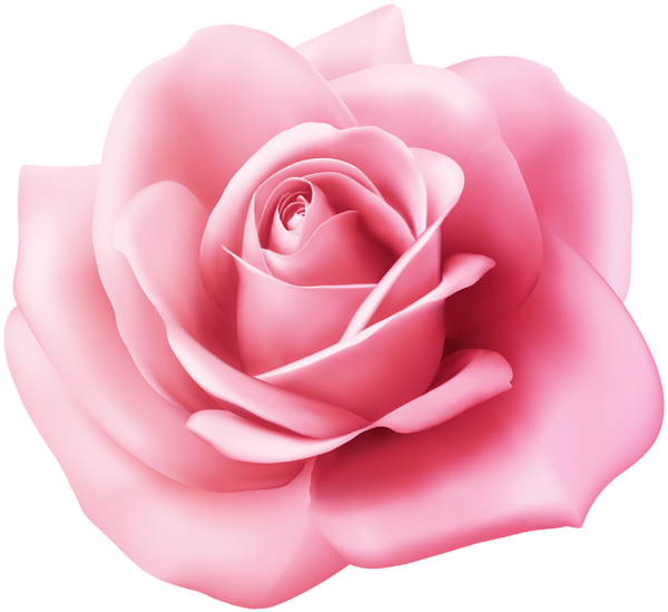Pink Rose PNG Photo