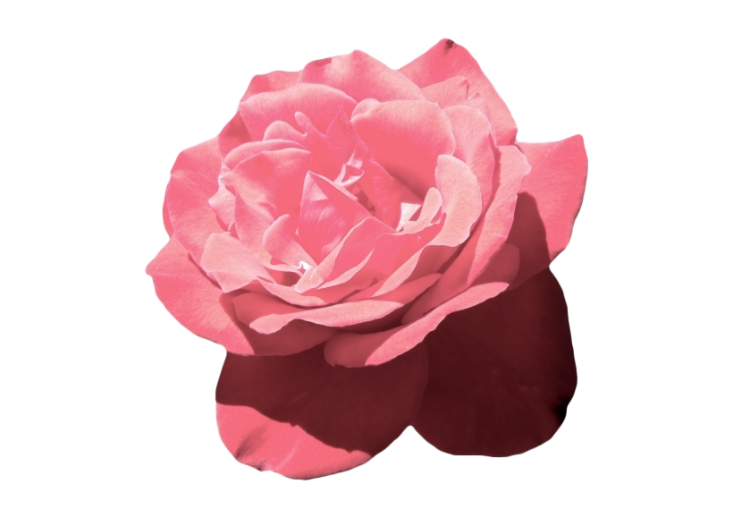Pink Rose PNG Pic