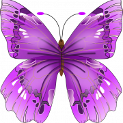 Purple Butterfly No Background