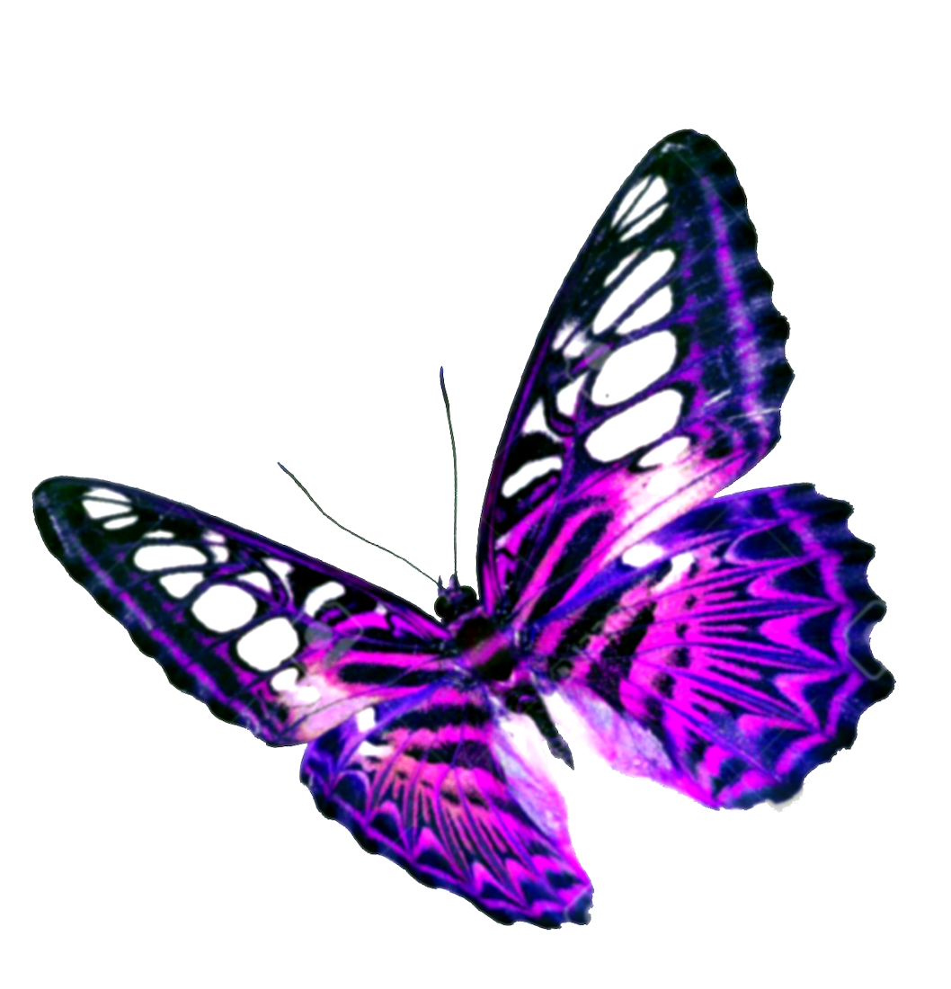 Purple Butterfly PNG Image HD