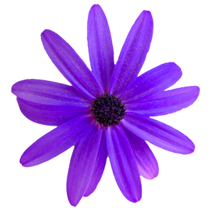 Purple Flower Background PNG