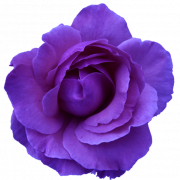 Purple Flower PNG File